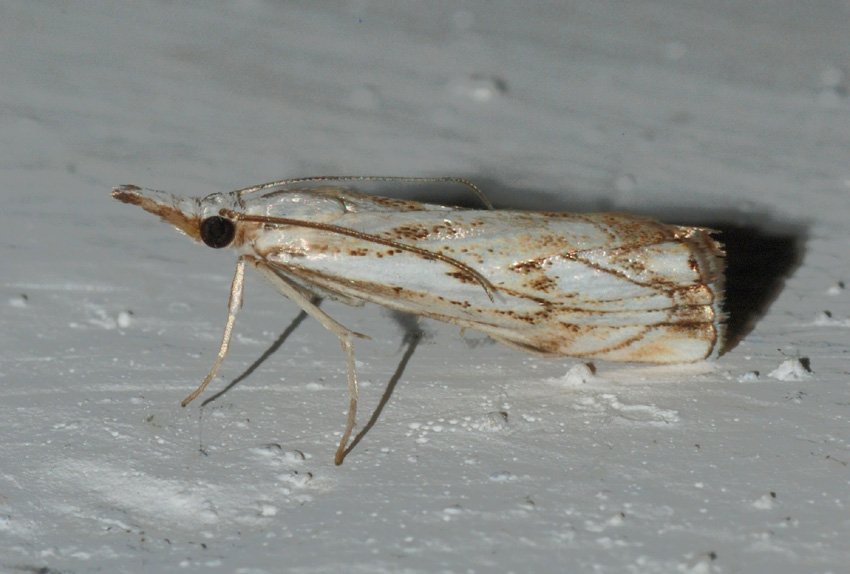 Crambidae